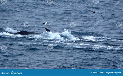 Fin Whales Surrounded by Sea Birds in Antarctica Stock Photo - Image of bird, birds: 275022668