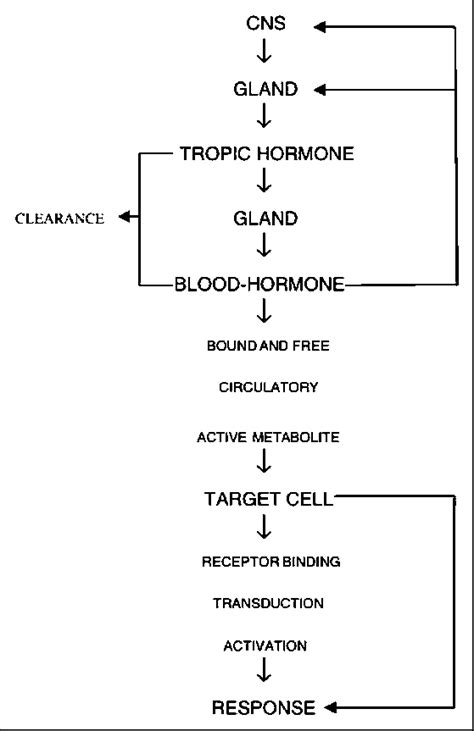 Endocrine System Hormone Flow Chart