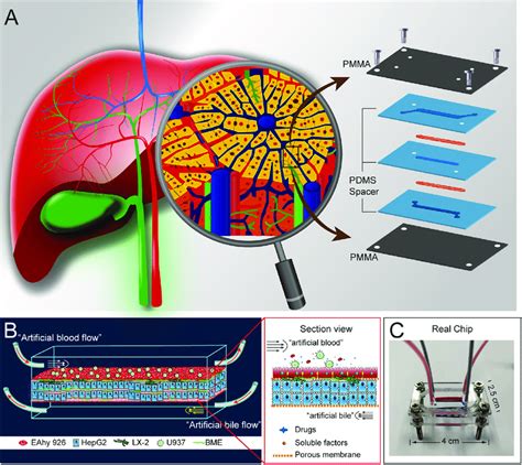 Liver Sinusoidal Cells Schematic Of Liver Sinusoidal Cells Flickr Hot