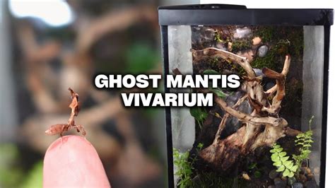 How To Create An Epic Bioactive Ghost Mantis Terrarium DIY MOSSY ROCK