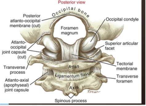 Movement Science Cervical Spine And Tmj Flashcards Quizlet