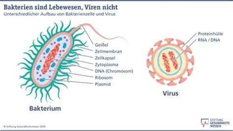 Viren Und Bakterien Karteikarten Quizlet