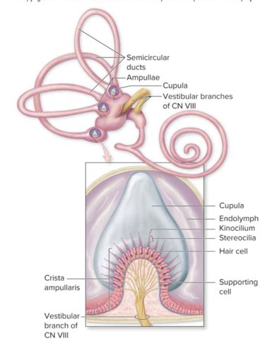 Anatomy Physiology L Hearing Equilibrium Flashcards Quizlet