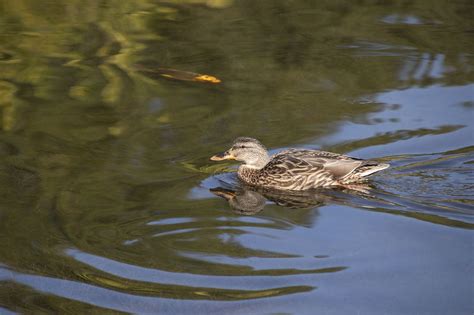 Mallard Duck Bird Free Photo On Pixabay Pixabay