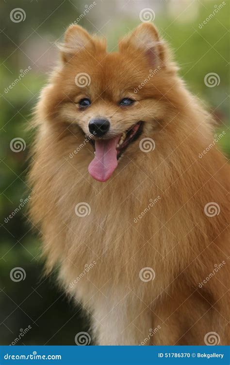 Dog Stock Photo - Image: 51786370