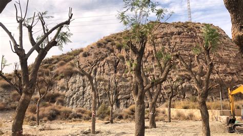 El Ayuntamiento De Lorca Replanta Los Ejemplares De Jacaranda Que