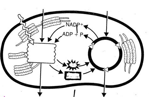 Photosynthesis Labeling Diagram | Quizlet