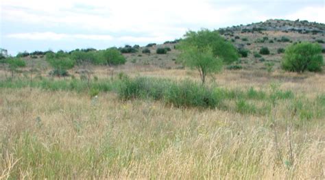 Canada Wildrye Rangelands And Ranching