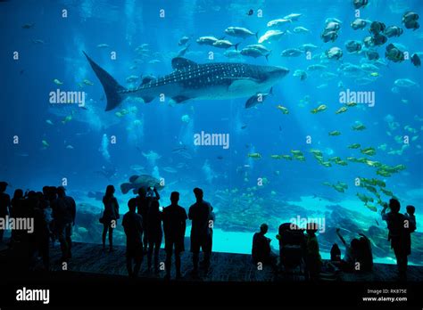 Whale shark in Georgia aquarium Atlanta Stock Photo - Alamy