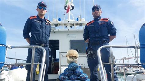 Altri Comuni Controlli Guardia Costiera Circa 300 Kg Di Prodotti