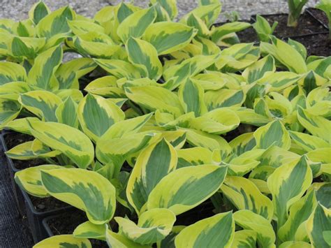 Hosta Brim Cup Hosta Perennials Catalog Trajnice Strgar