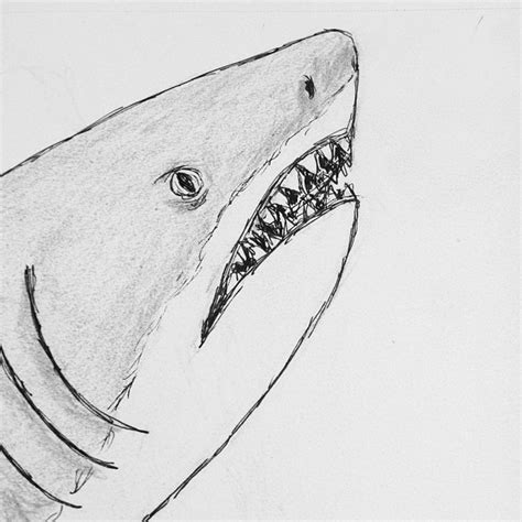 Shark Head Drawing at PaintingValley.com | Explore collection of Shark ...