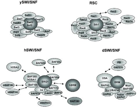 SWI SNF Complexes Of Yeast Fly And Human Swi2 Snf2 And Sth1 Are The