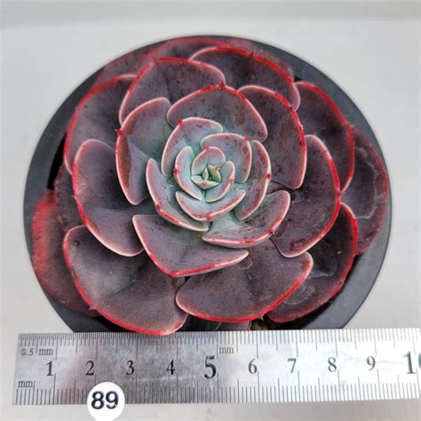 Echeveria Museli 89 DK Succulents Korea Rare Korean Succulents