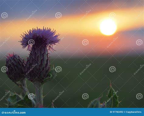 Scottish Thistle Border Stock Images Download 8 Royalty Free Photos