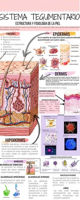 Infografia Embriología Del Sistema Tegumentario Udocz Images and