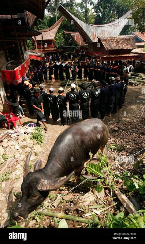 buried  toraja  res stock photography  images alamy