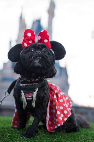 Disney Dog Halloween Costume Ideas Perfect for Your Pet | Mickey News