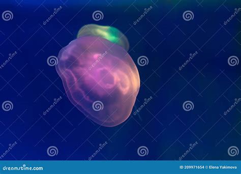 Translucent Moon Jelly Jellyfish Aurelia Aurita In Blue Water Stock