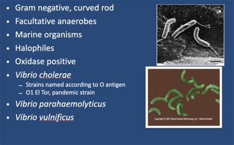 Vibrios Campylobacter And Helicobacter Chapters Flashcards