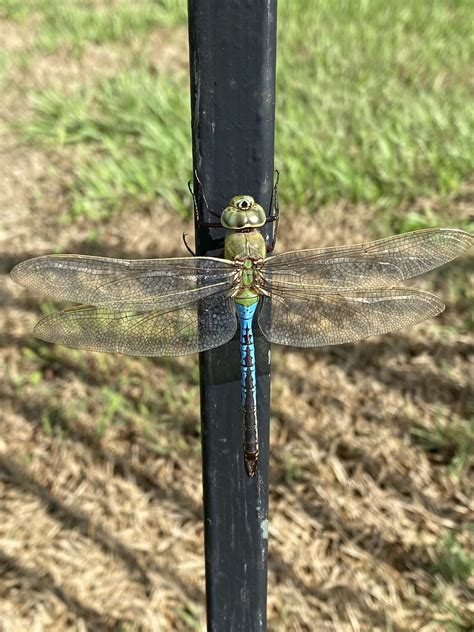 Dragonfly Green Darner Common Green Darner Anax Junius Flickr