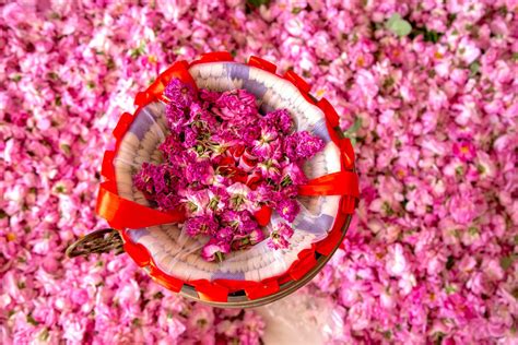 What To Do In The Valley Of The Roses Morocco