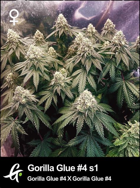 Gorilla Glue 4 S1 Cannabis Seeds Gg4 Strain Gps