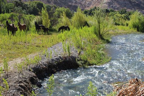 La Región de Atacama cuenta con 44 sitios prioritarios para la