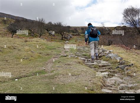 A Walker Ascending On The Pony Path On The Welsh Mountain Cadair Idris