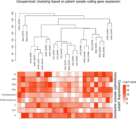 Unsupervised Hierarchical Clustering Of Coding Gene Expression In Download Scientific Diagram