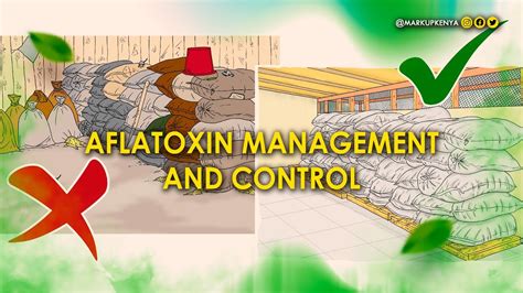 Aflatoxin Management And Control Youtube