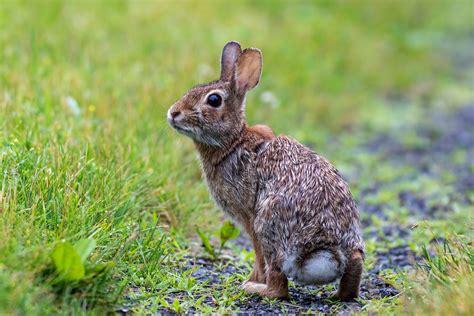 Eastern Cottontail Rabbit Facts Pictures Behavior And Habitat Pet Keen