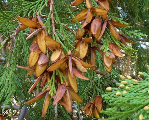 Incense Cedar Libocedrus Decurrens 5 Seeds Attractive Conifer EBay