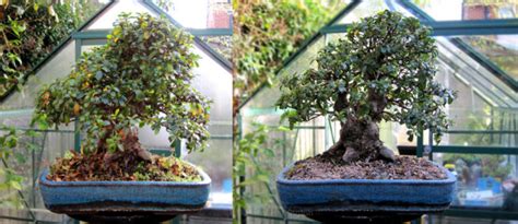 How To Prune Azalea Bonsai