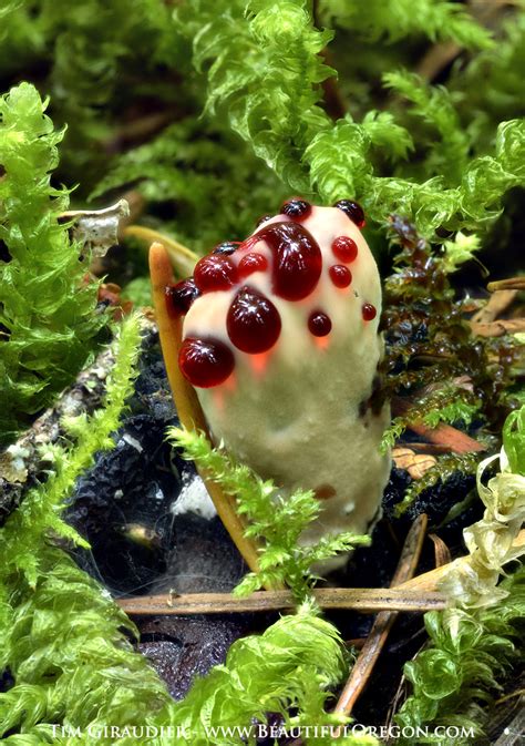 bleeding-hydnellum-peckii-mushroom-92013-8237-6s - Oregon Photography