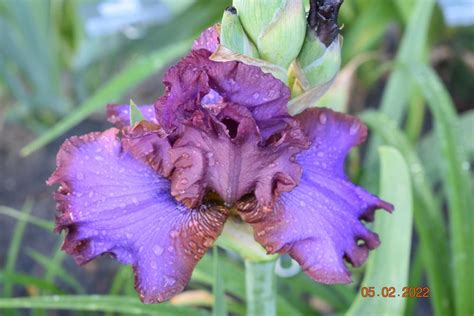 Photo Of The Bloom Of Tall Bearded Iris Iris Strut Your Stuff