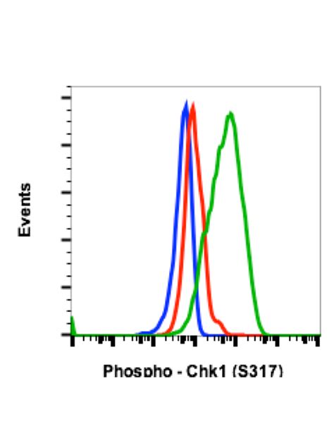 Phospho Chk1 S317 Recombinant MAb Abwiz Bio