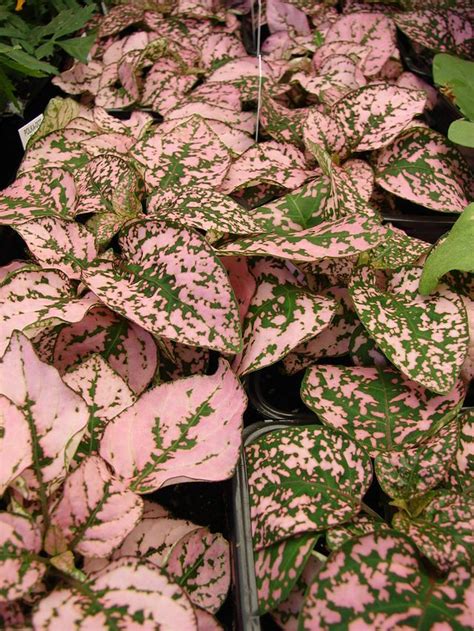 Pink And Green Polka Dot Plant House Plant Care Pink Plant Plant Care