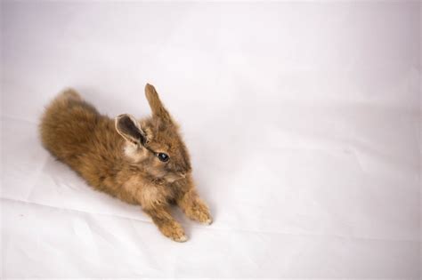 A Young Easter Bunny With An Eye With Heterochromia Real Art Etsy