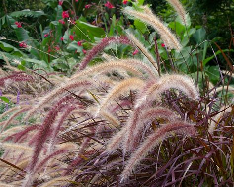 Pennisetum Advena Rubrum Tubestock Gardensonline