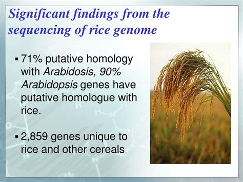 Ppt Rice Genomics Progress And Prospects Powerpoint Presentation