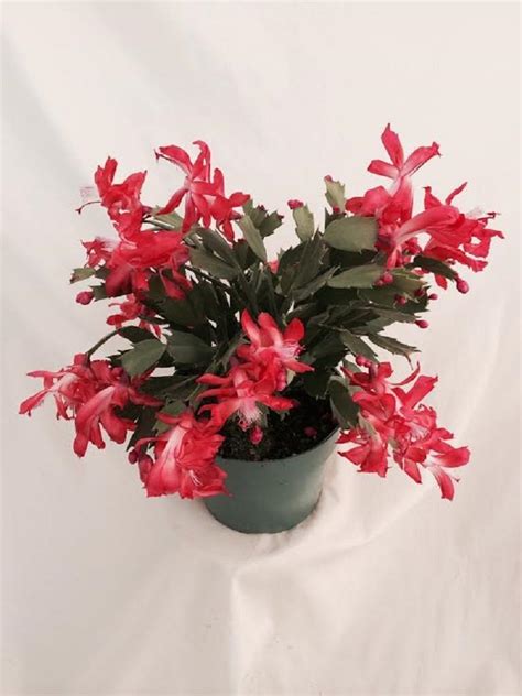 Red Christmas Cactus Plant - Zygocactus - 6" Pot - Door Decor