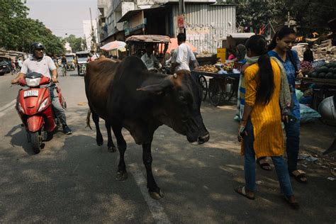 En Inde Largument De La Protection Des Vaches Est Utilis Par Les