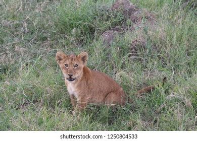 Tanzania Pench Nagpur Wildlife Stock Photo 1250804533 | Shutterstock