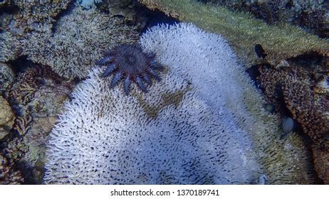 Crown Thorns Sea Star Infestation Pristine Stock Photo 1370189741 | Shutterstock