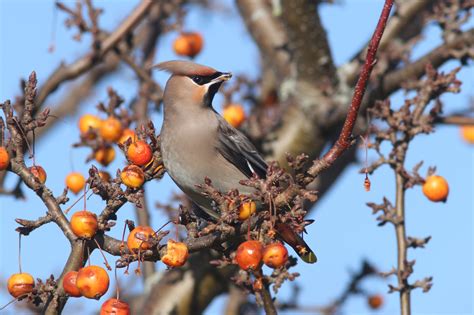 Garden Bird Survey Archives - Irish Garden Birds