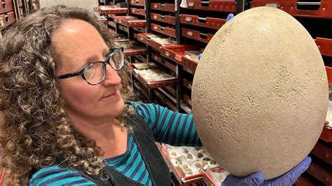 Leeds Visitors To Get Glimpse Of One Of World S Biggest Eggs Bbc News