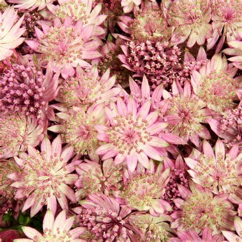 Astrantia Major Pink Pride Zeeuws Knoopje Vaste Tuinplanten