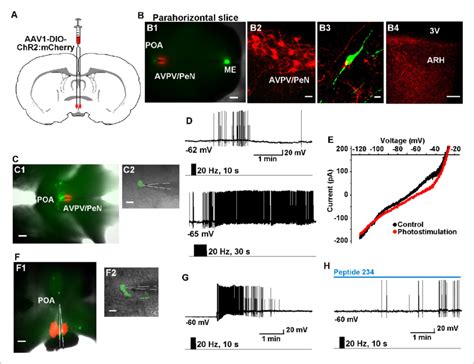 High Frequency Photoactivation Of Kiss Avpv Pen Neurons Excites Gnrh