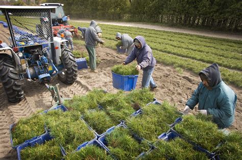 Showcasing The Michigan Dnr Turning Pine Cones Into Profit Helping To